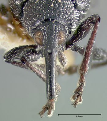 Media type: image;   Entomology 376 Aspect: head frontal view